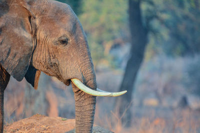 Elephants in the savanna of in zimbabwe, south africa