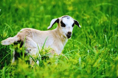 Portrait of an animal on field