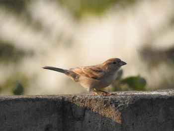 Close-up of bird perching on wall