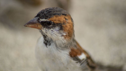 Close-up of bird