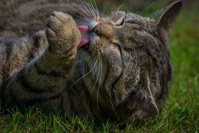 Close-up of a cat lying on grass