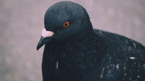 Close-up of black bird