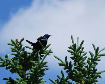 Low angle view of bird perching on a tree