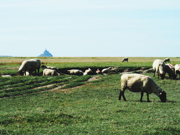 Sheep grazing in a field