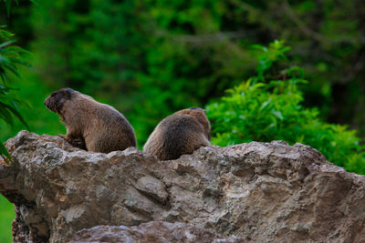 Marmot sitting on rock