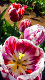 Close-up of pink flowers blooming outdoors