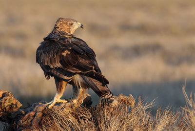 Bird perching on rock