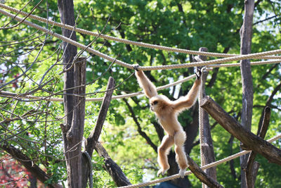 Low angle view of monkey on tree in forest