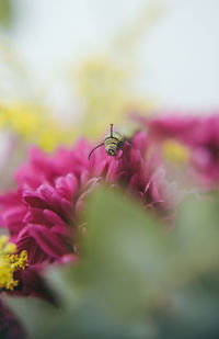 Close-up of insect on flower