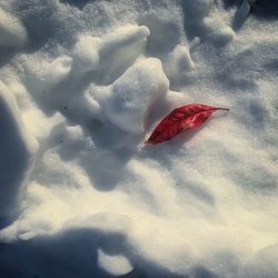 High angle view of snow on leaf