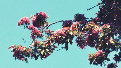 Low angle view of pink flowers against clear blue sky