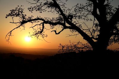 Silhouette tree against clear sky at sunset