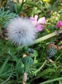 Close-up of pink flowering plant