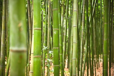 Full frame shot of bamboo trees in forest