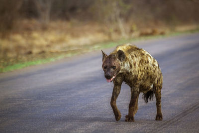 Dog running on road