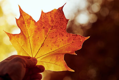 Close-up of maple leaf