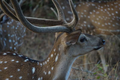 Close-up of deer