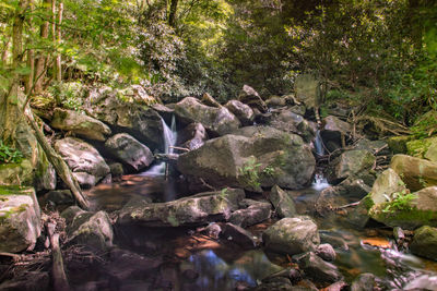 Stream flowing through rocks in forest