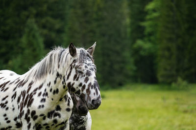 Close-up of a horse on field