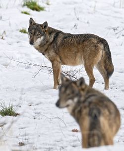 Wolves standing on snow during winter