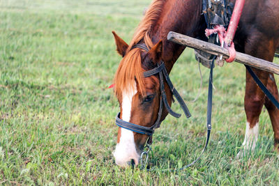 horse
