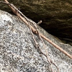 Close-up of lizard on tree trunk