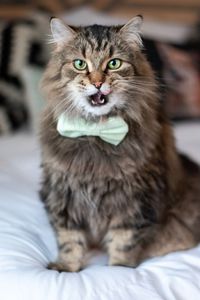 Portrait of cat sitting on bed