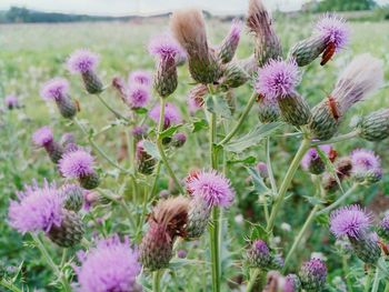 Close-up of pink flowering plants on field