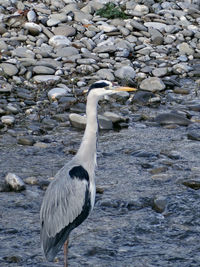 High angle view of gray heron perching on shore