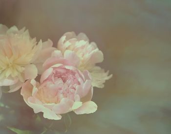 Artistic soft focus pink peony on soft bokeh background. copy space