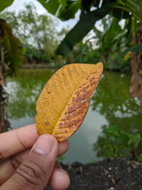 Close-up of hand holding leaves