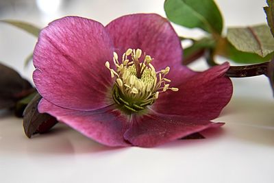 Close-up of flower