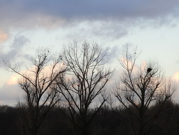 Bare trees against sky