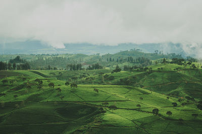 Scenic view of rice field against sky