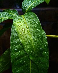 Close-up of water drops on leaf