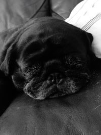 Close-up of puppy sleeping on bed at home