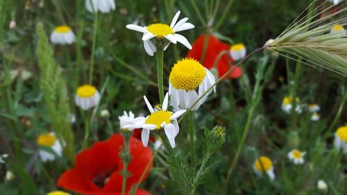 Close-up of yellow flowers