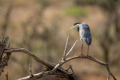 Grey heron