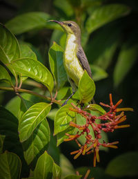 Close-up of bird perching on plant