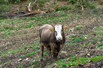 Portrait of cow standing on field