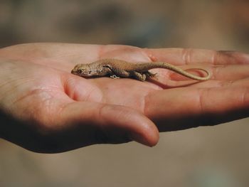 Close-up of a hand holding lizard