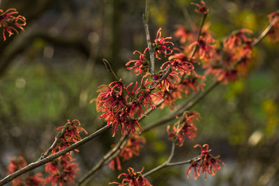 Close-up of red flowering plant against blurred background