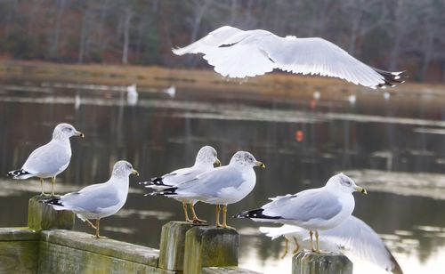 White swans flying over lake