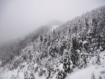 Snow covered plants on mountain