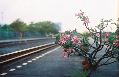 Close-up of flowering plants by railroad tracks against sky