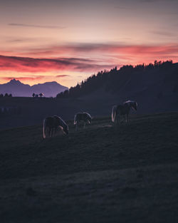 Horse cart on land against sky during sunset