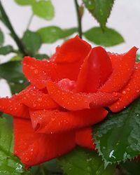 Close-up of water drops on rose