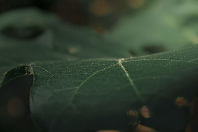 Close-up of leaves