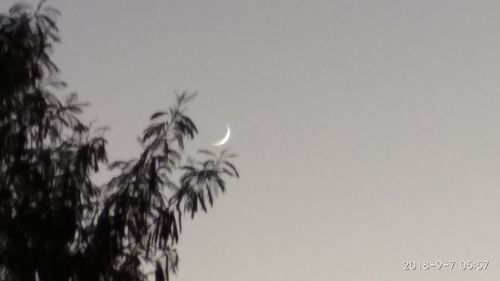 Low angle view of plants against clear sky