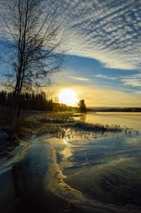 Reflection of trees in water at sunset